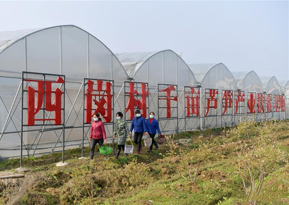 Farmers Busy Harvesting Asparagus in Nanchang, Jiangxi
