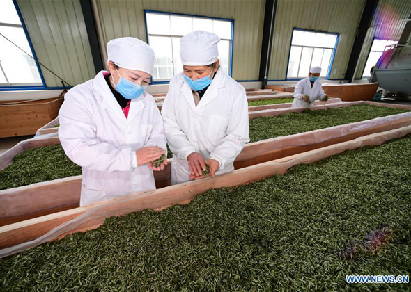 Tea Company Helps Impoverished Farmers Increase Income