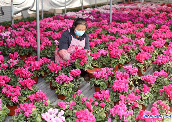 Farmers in Hebei Orderly Resume Work in Greenhouses